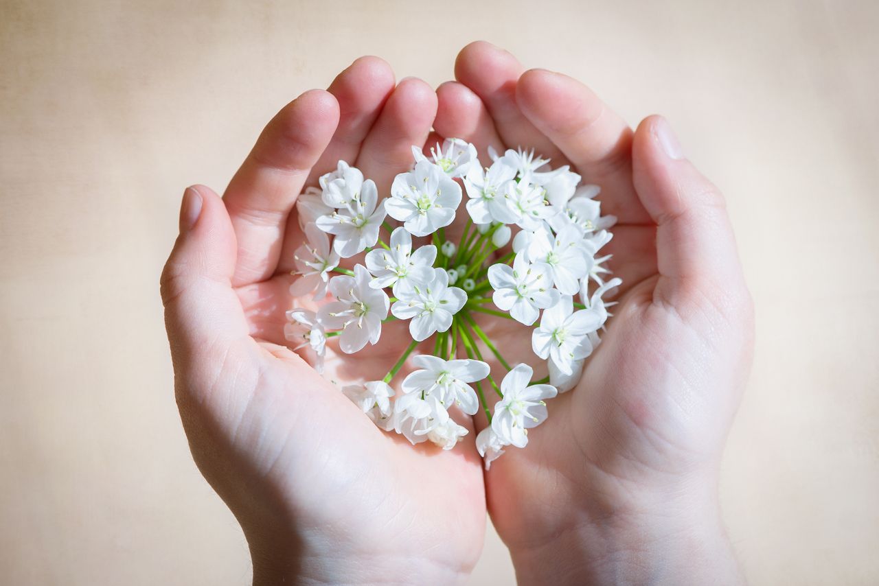 A close-up of hands gently holding white flowers, symbolizing care and nature.