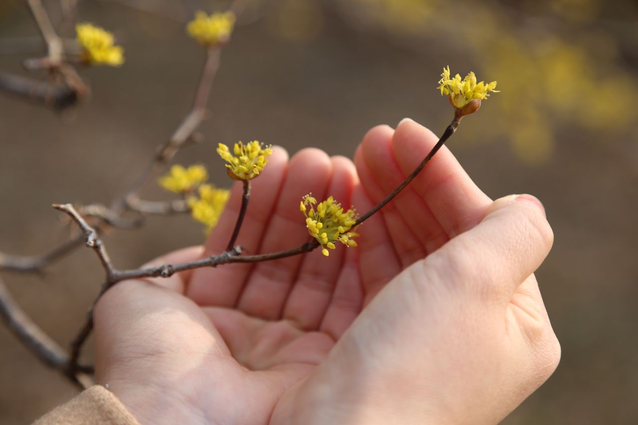Close-up of hands gently holding yellow blossoms on a branch, symbolizing growth and springtime.