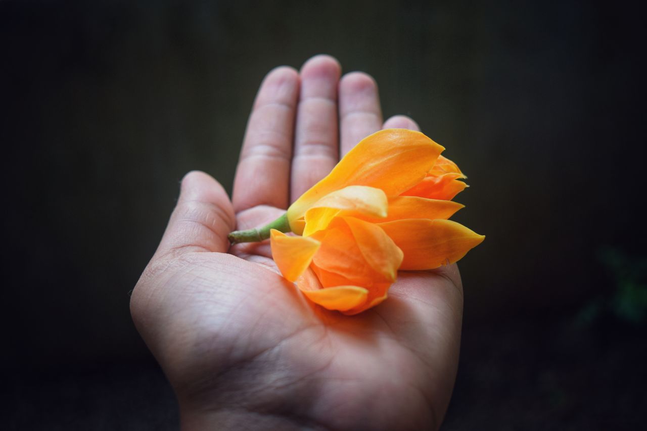 A detailed shot of an orange flower resting in an open palm with a dark background.