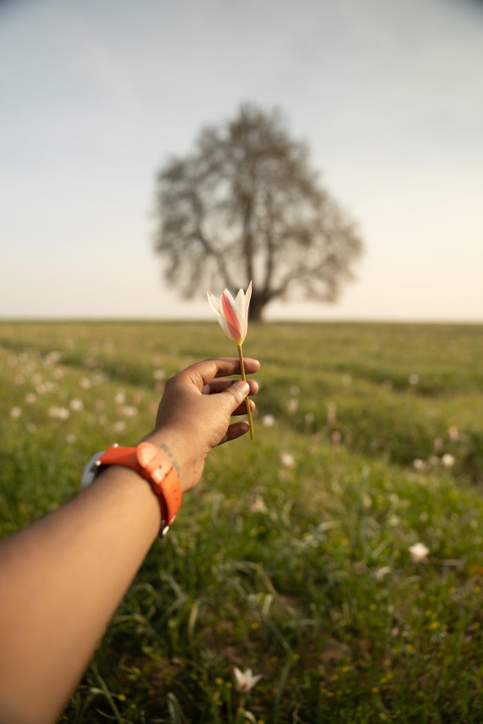 A close-up of a hand holding a lily flower in a grassy field with a tree in Pampore.