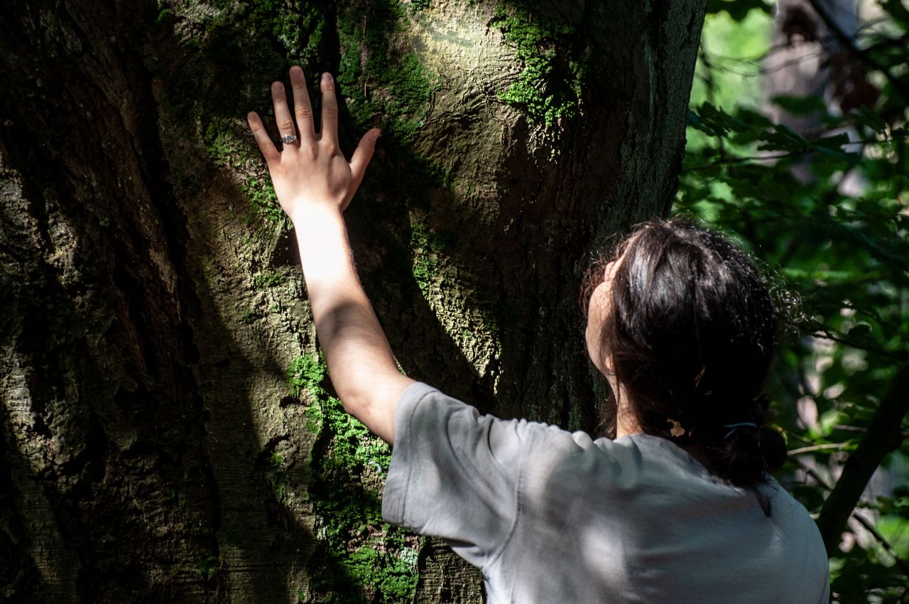A person gently touches a tree trunk covered with moss in a sunlit forest.